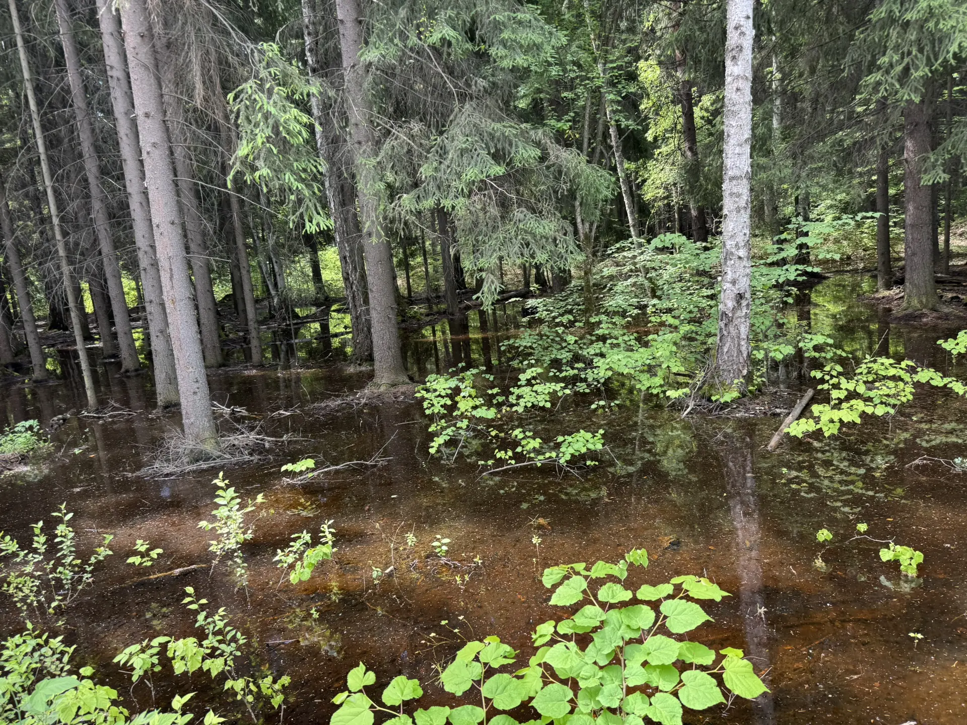 Лес под Омском умирает в воде