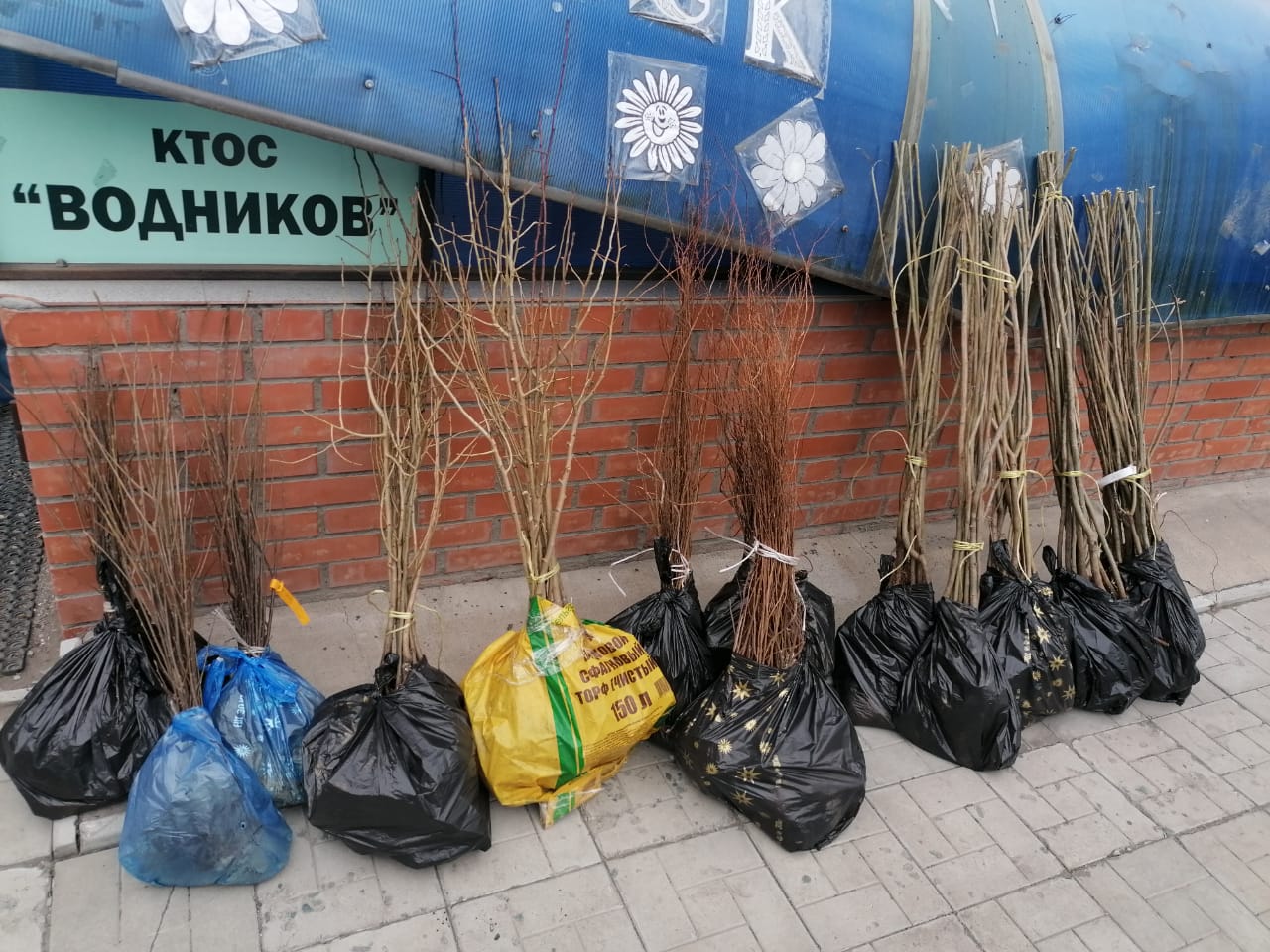 Благодаря депутату Инне Гомолко в Омске посадят новые деревья Благодаря депутату Инне Гомолко в Омске посадят новые деревья