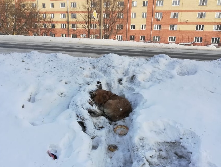 В Омске пес Верный-Рыжик, лежавший два дня возле сбитой возлюбленной, спустя два года разлуки встретился с хозяйкой В Омске пес Верный-Рыжик, лежавший два дня возле сбитой возлюбленной, спустя два года разлуки встретился с хозяйкой