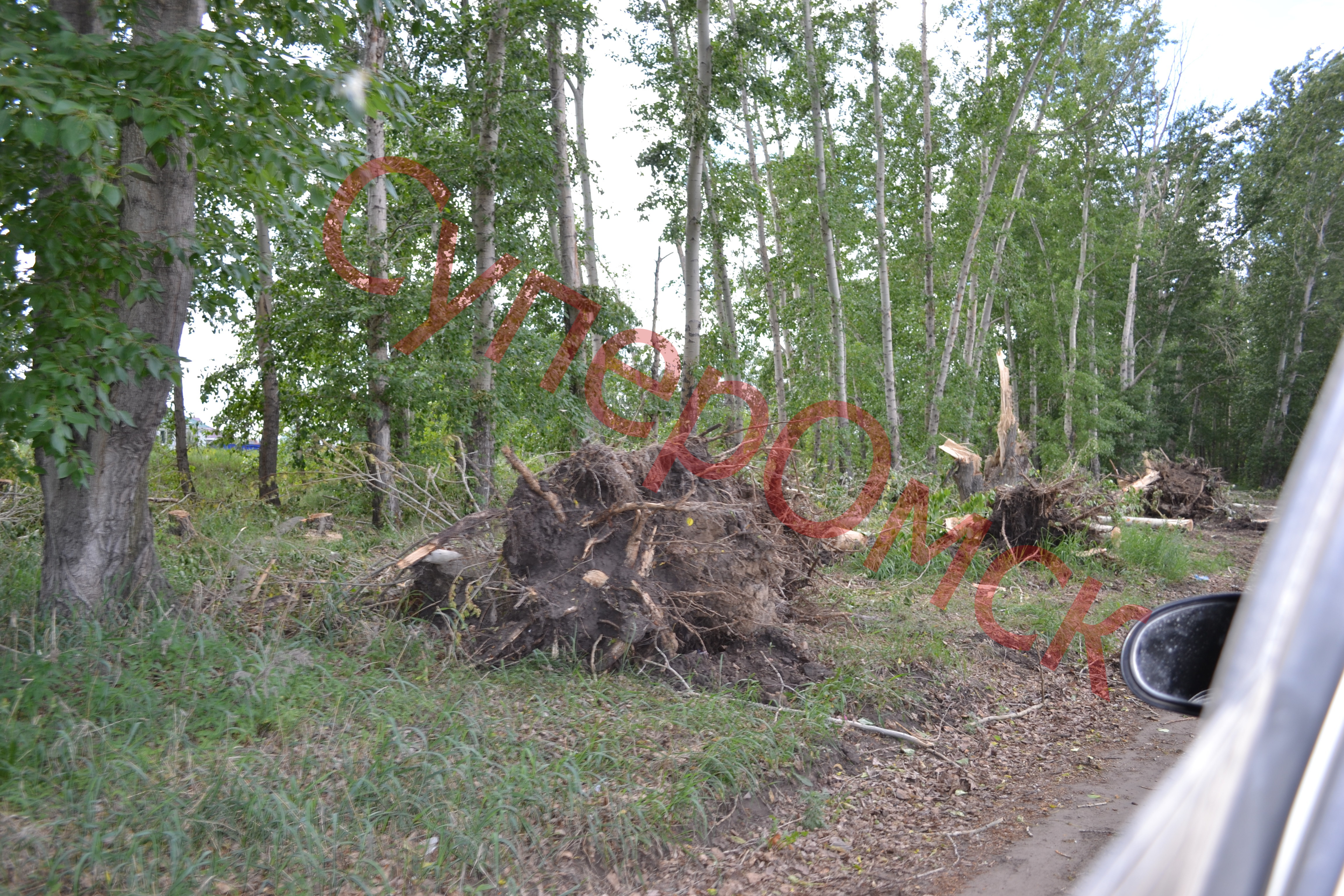 В райцентре Омской области у дома главного эколога начались вырубки деревьев В райцентре Омской области у дома главного эколога начались вырубки деревьев