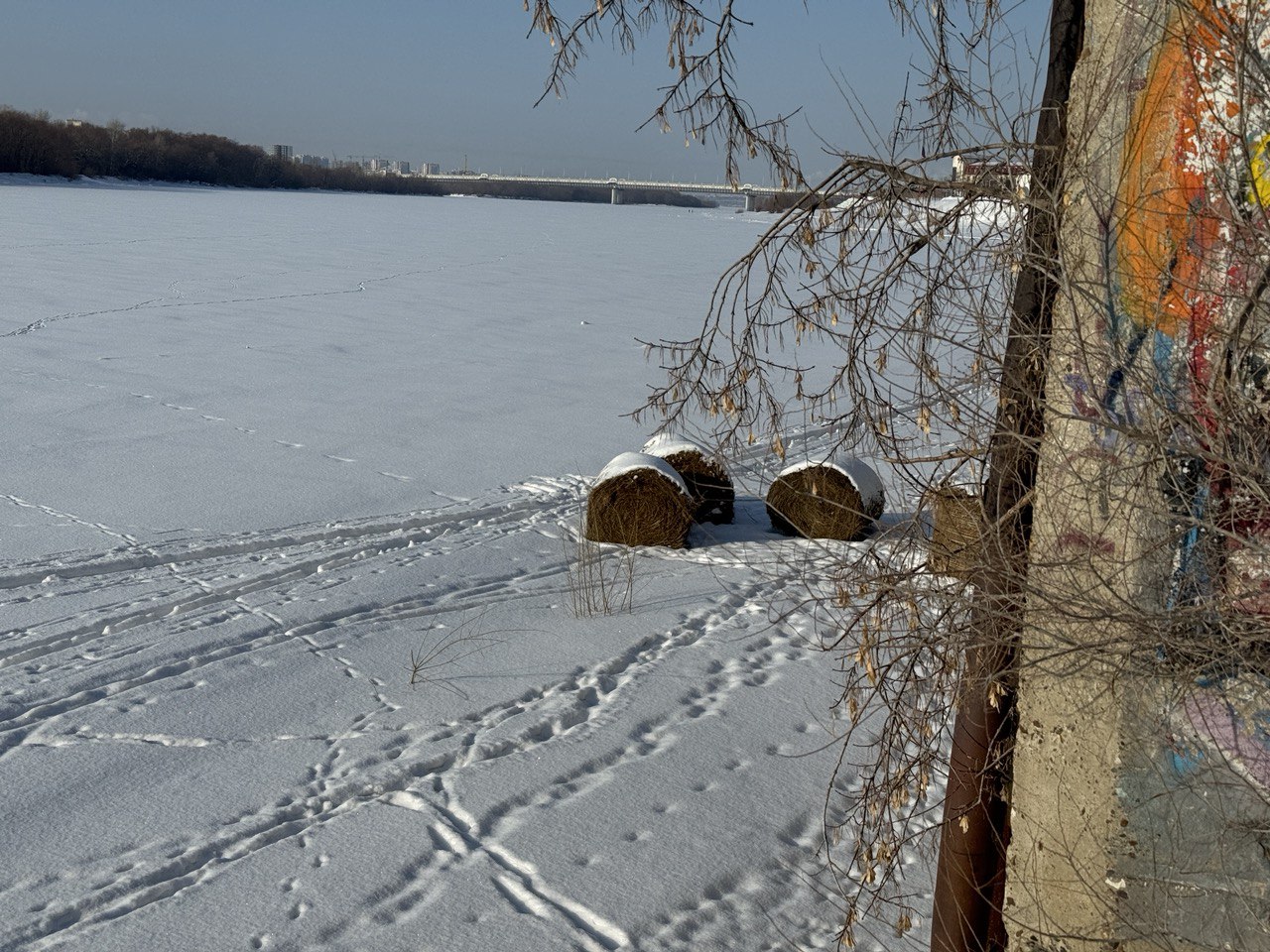 В Омске со льда Иртыша эвакуировали тело косули