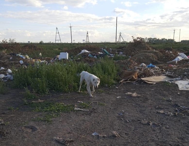В Омской области красивого беззащитного алабая выбросили на свалку В Омской области красивого беззащитного алабая выбросили на свалку