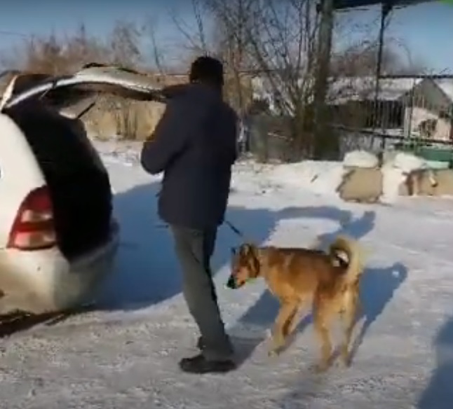 Омскому псу Рыжику с пробоиной и опарышами в ране несказанно повезло Омскому псу Рыжику с пробоиной и опарышами в ране несказанно повезло