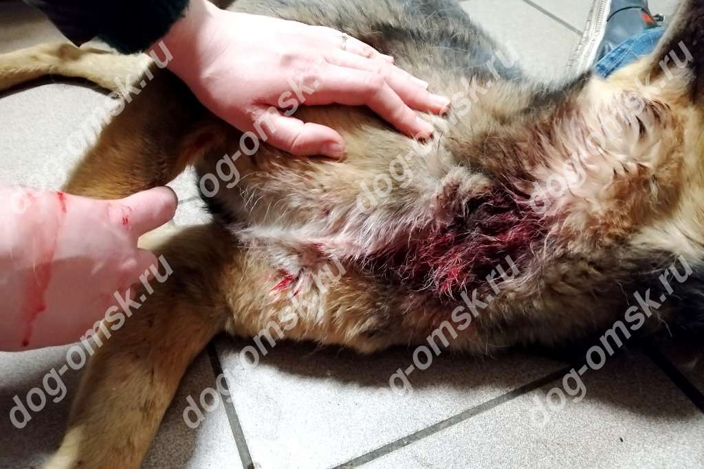 Любимцу детворы в Омске пытались отрезать голову