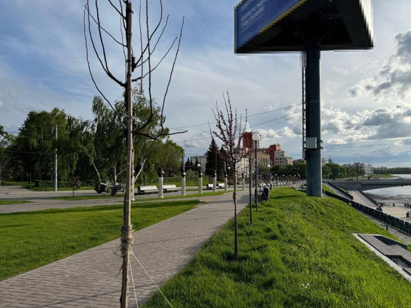 Деревья на Аллее олимпийцев в центре Омска не дали листву Деревья на Аллее олимпийцев в центре Омска не дали листву