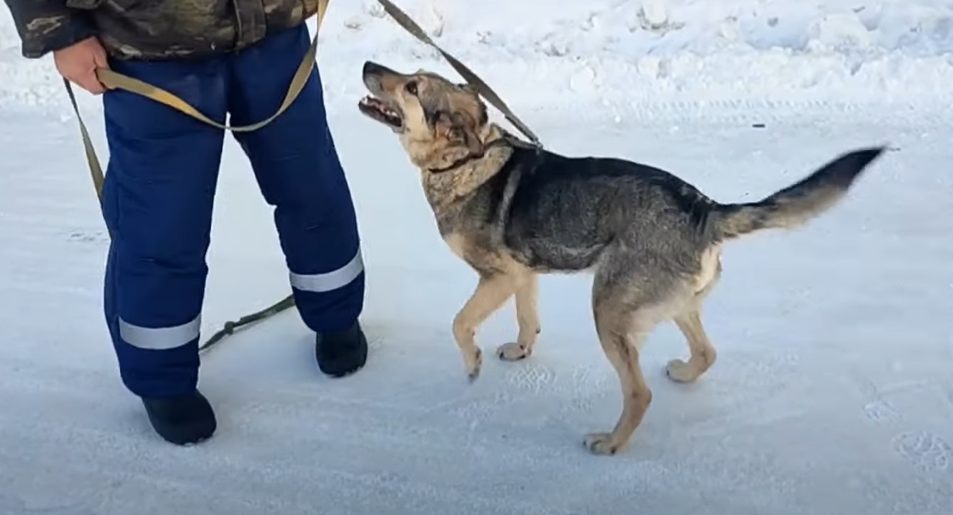 В Омске собаку Боню выбросили при переезде вместе с хламом В Омске собаку Боню выбросили при переезде вместе с хламом