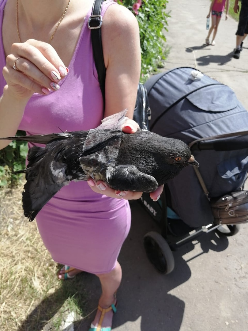 Голубь Голубь