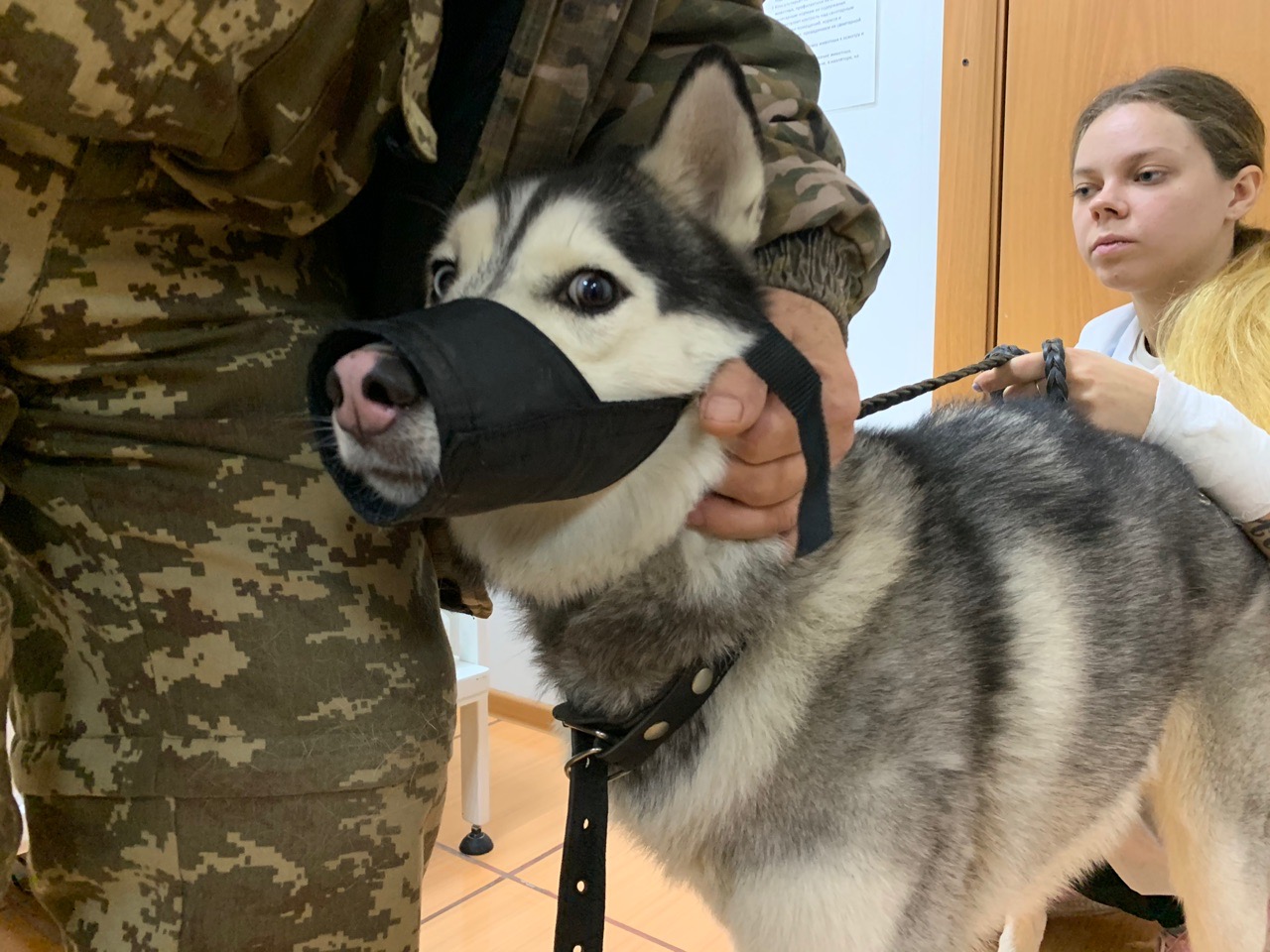 Красивый сибирский хаски Хенг обречен на пожизненное одиночество за решеткой в Омске, но не по своей вине