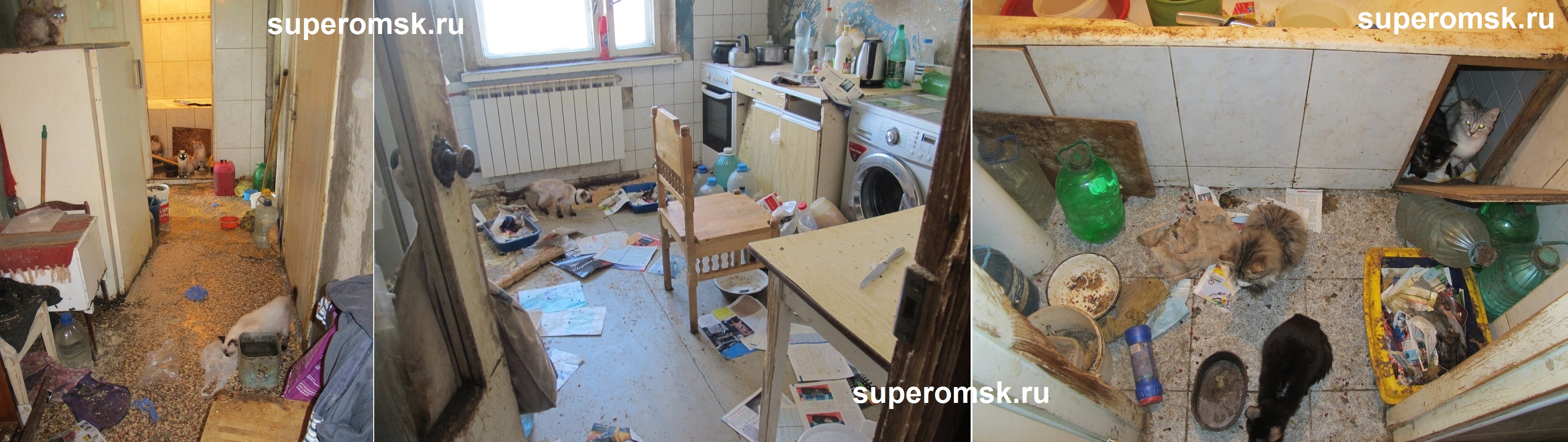 Квартира с кошками Квартира с кошками