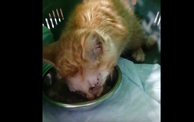 Маленький омский котик попал в огромную беду без единого шанса на спасение и не надеется из нее выпутаться Маленький омский котик попал в огромную беду без единого шанса на спасение и не надеется из нее выпутаться