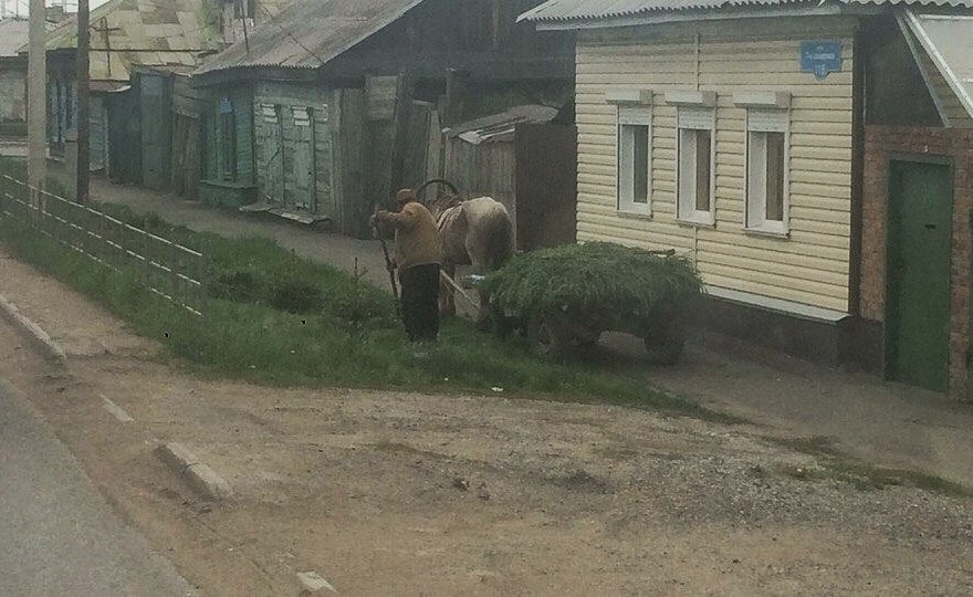 Лошадь Лошадь