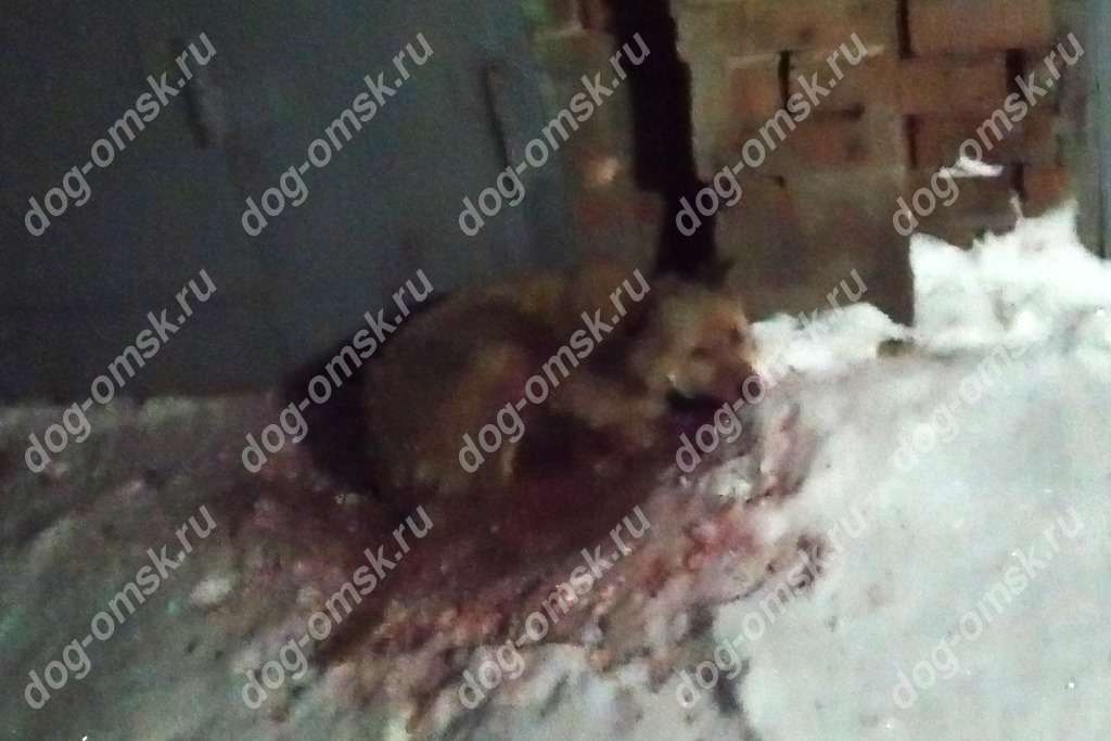 Собака Труди с отрубленными лапами сможет гулять лишь с небольшой помощью от омичей Собака Труди с отрубленными лапами сможет гулять лишь с небольшой помощью от омичей