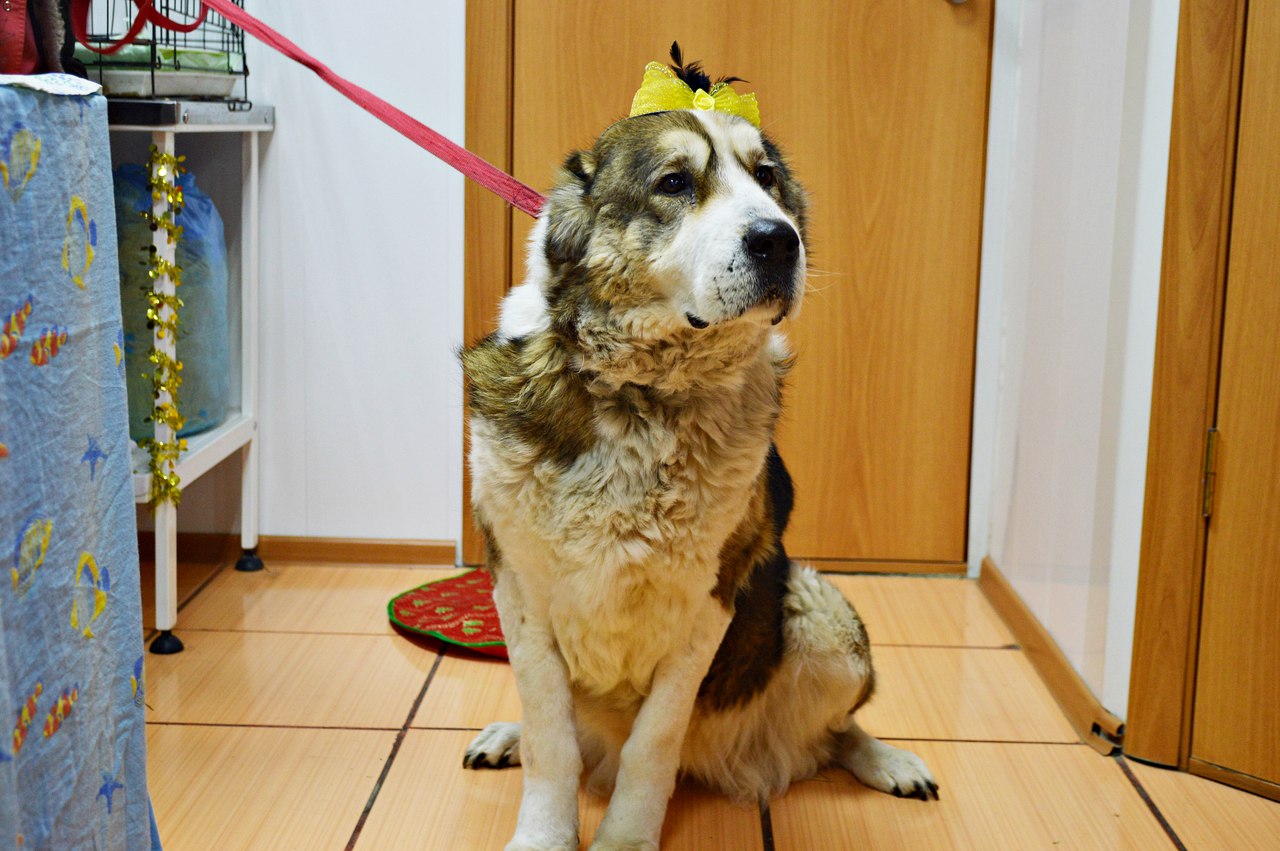Собака Собака