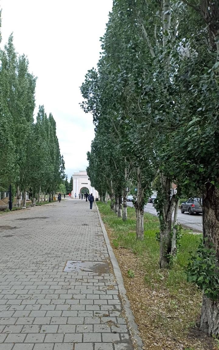 В мэрии Омска сделали заявление по состоянию пирамидальных тополей на Спартаковской В мэрии Омска сделали заявление по состоянию пирамидальных тополей на Спартаковской