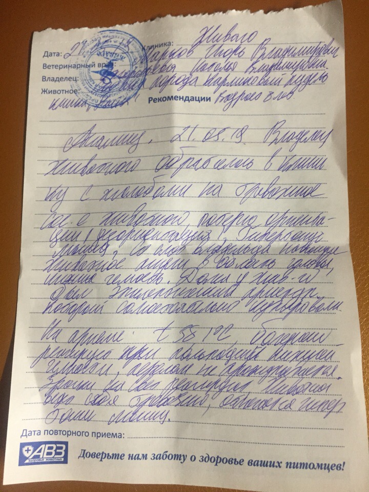 Омская зоозащитница обвинила соседа в избиении своего пуделя-инвалида Омская зоозащитница обвинила соседа в избиении своего пуделя-инвалида