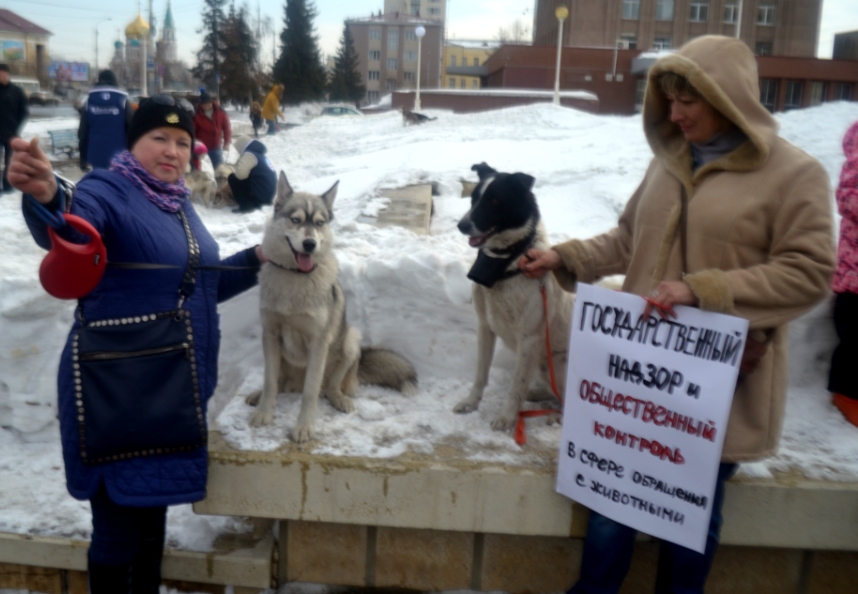 В Омске прошел очередной пикет в защиту животных В Омске прошел очередной пикет в защиту животных
