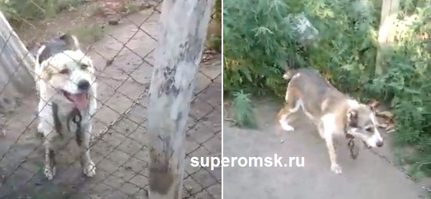 Собаки Собаки