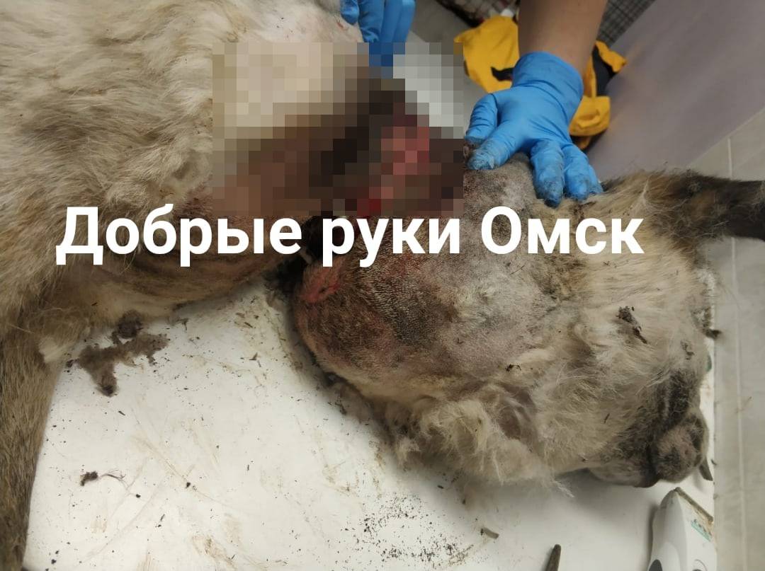 Омская собака Агата избавилась от душащего груза и встретит Новый год свободной и счастливой Омская собака Агата избавилась от душащего груза и встретит Новый год свободной и счастливой