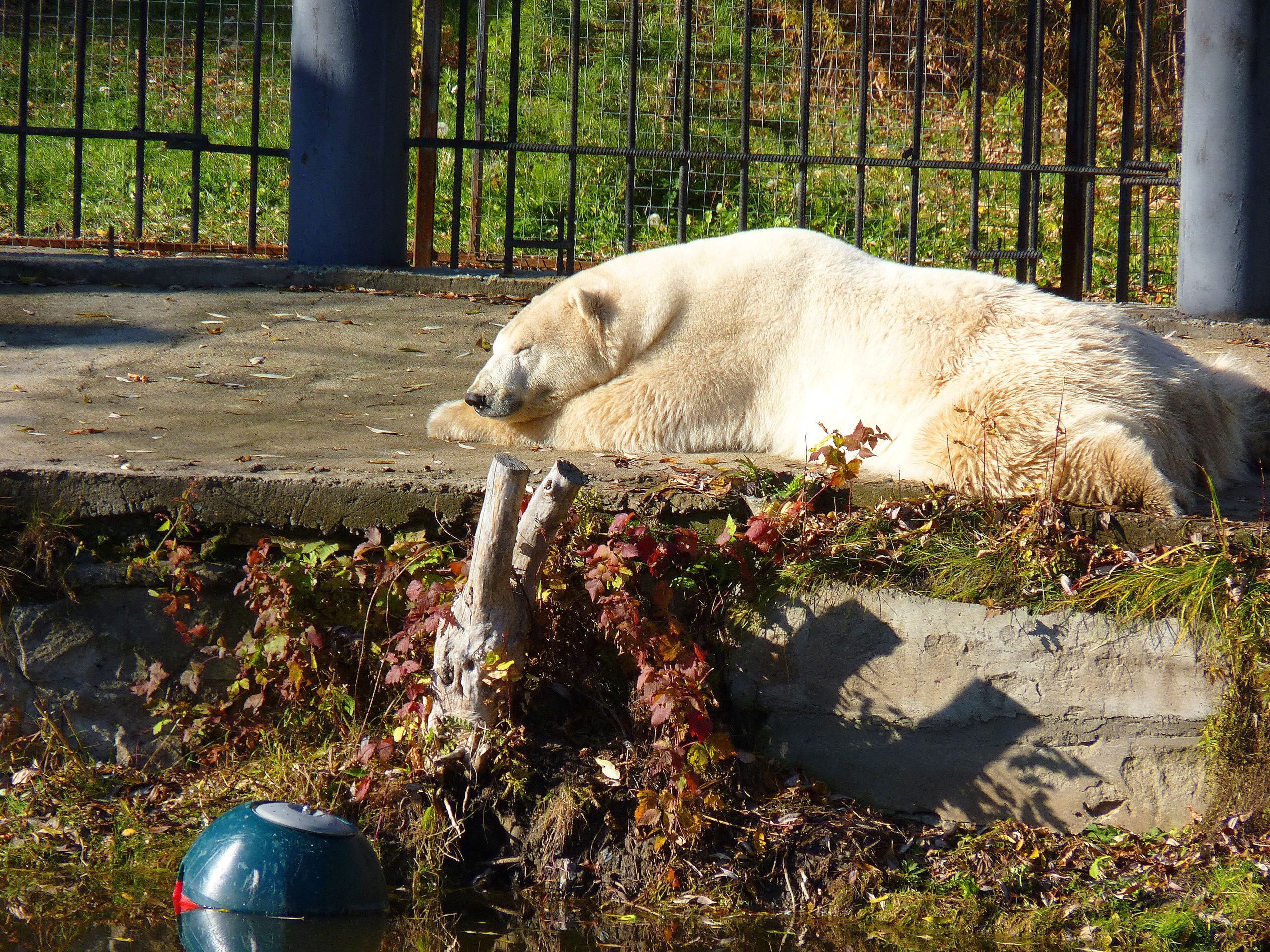 Любила тыкву и внимание, ловила рыбу и игрушки: омичи вспоминают чудо-медведицу Забаву Любила тыкву и внимание, ловила рыбу и игрушки: омичи вспоминают чудо-медведицу Забаву