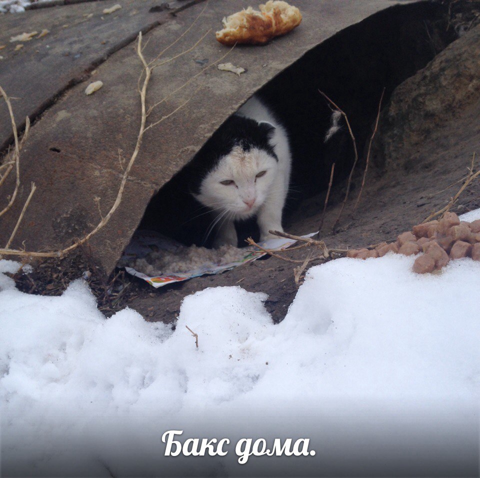 Спасенный кот Спасенный кот