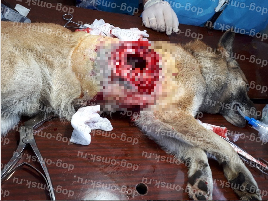 Омскому приюту «Друг» нужно оборудование, без которого собаки могут умереть - ФОТО