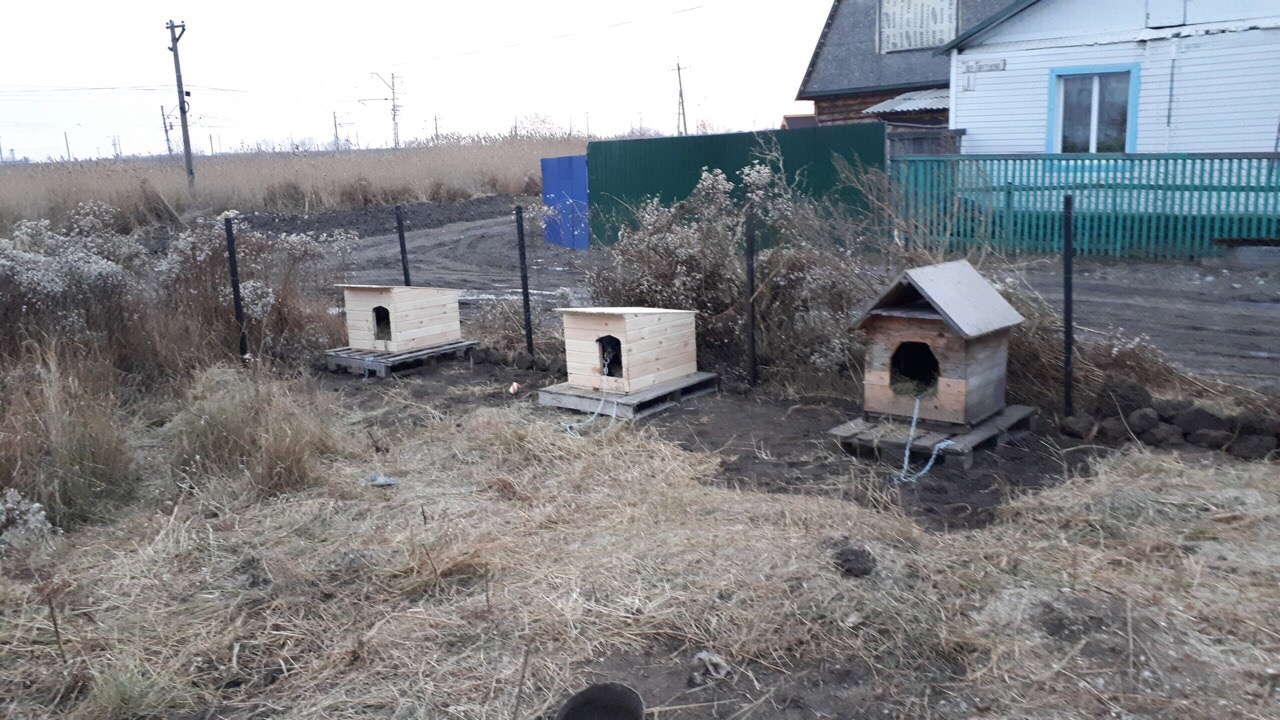 Нескольким десяткам собак в Омске угрожает мучительная смерть