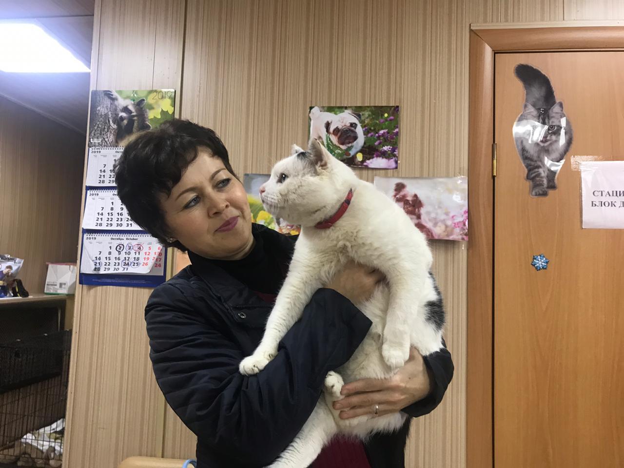 Котик