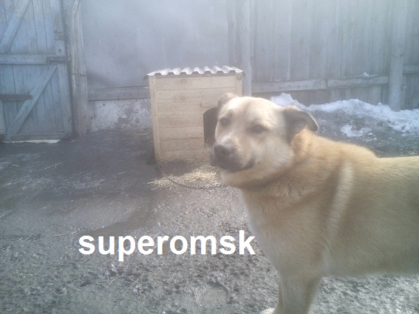Собака Собака