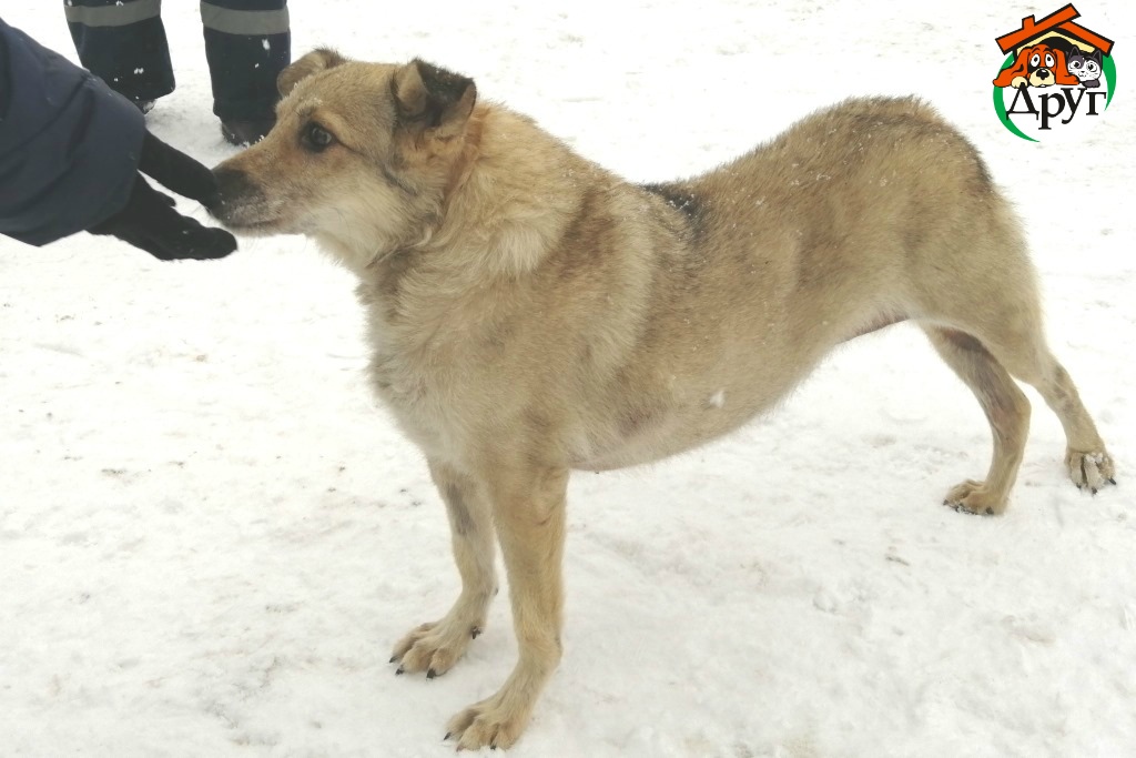 Собака Собака