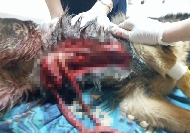 В Омске неизвестные вспороли собаке живот