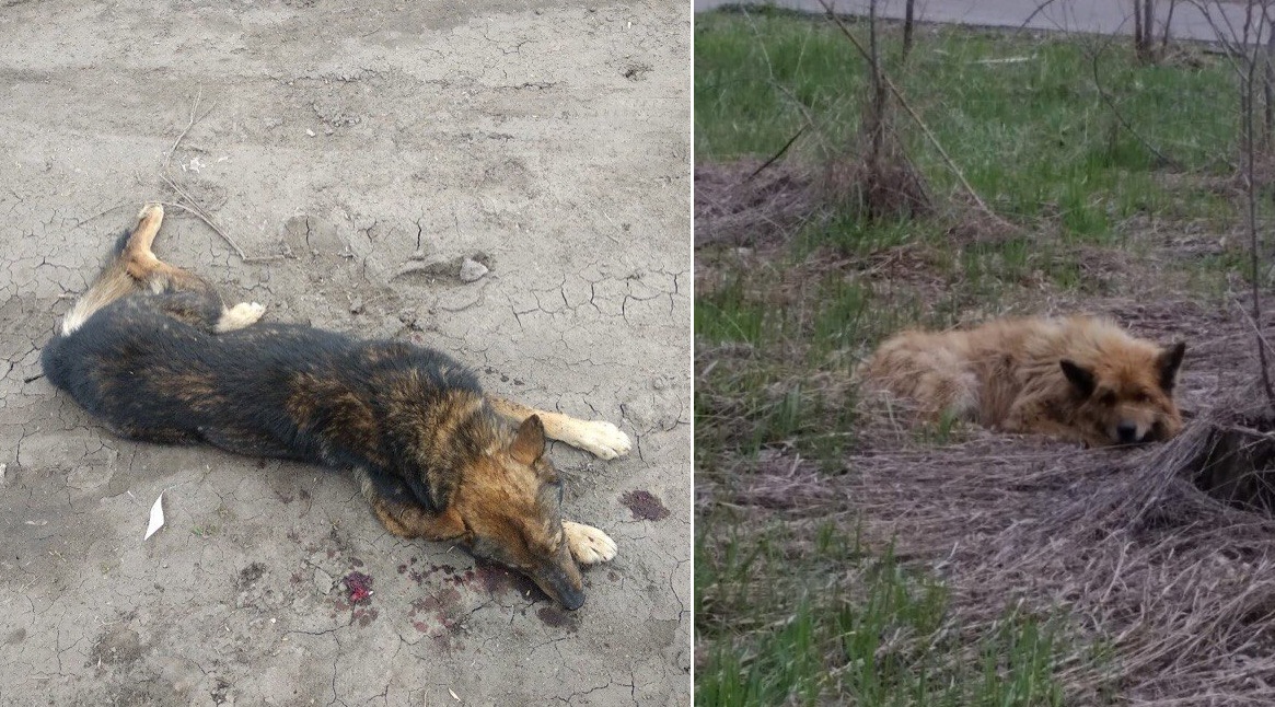 Собаки
