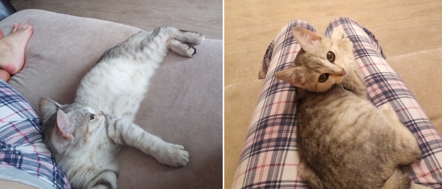 Котенок Котенок