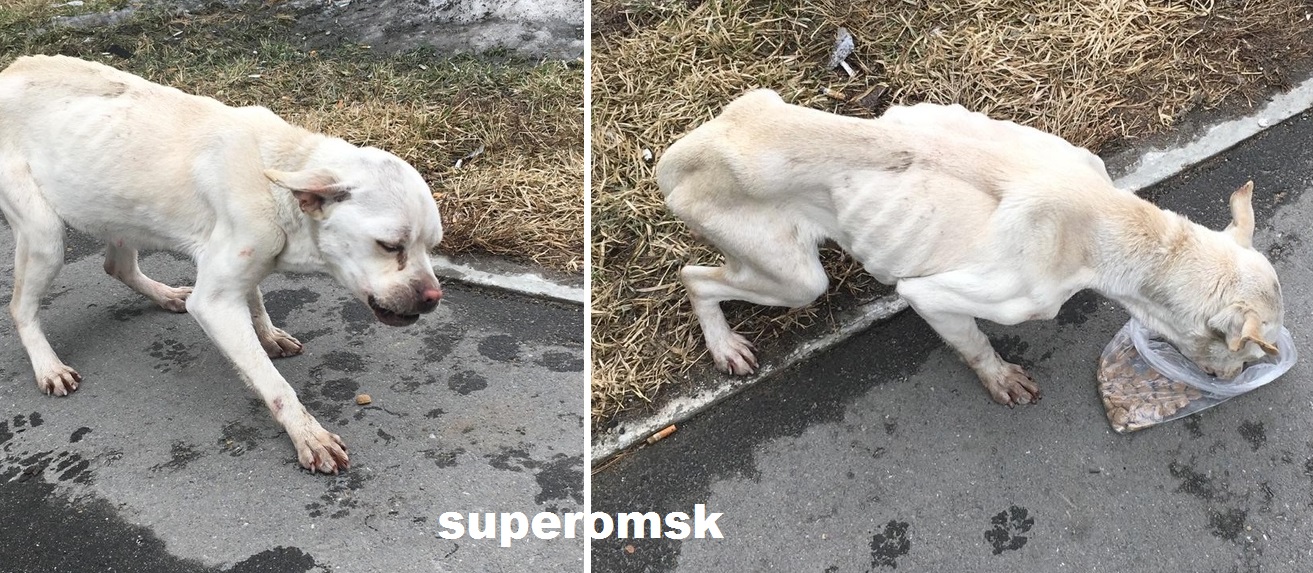 Собака Собака
