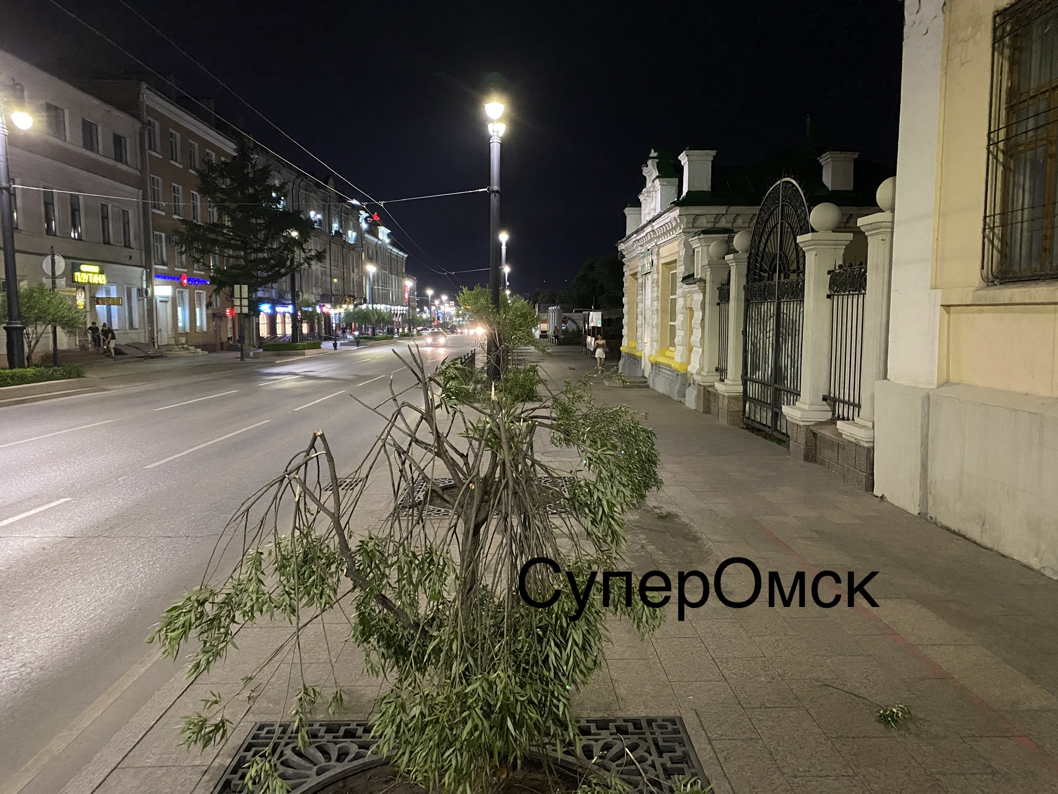 На улице Ленина в Омске вандал переломал шаровидные ивы На улице Ленина в Омске вандал переломал шаровидные ивы