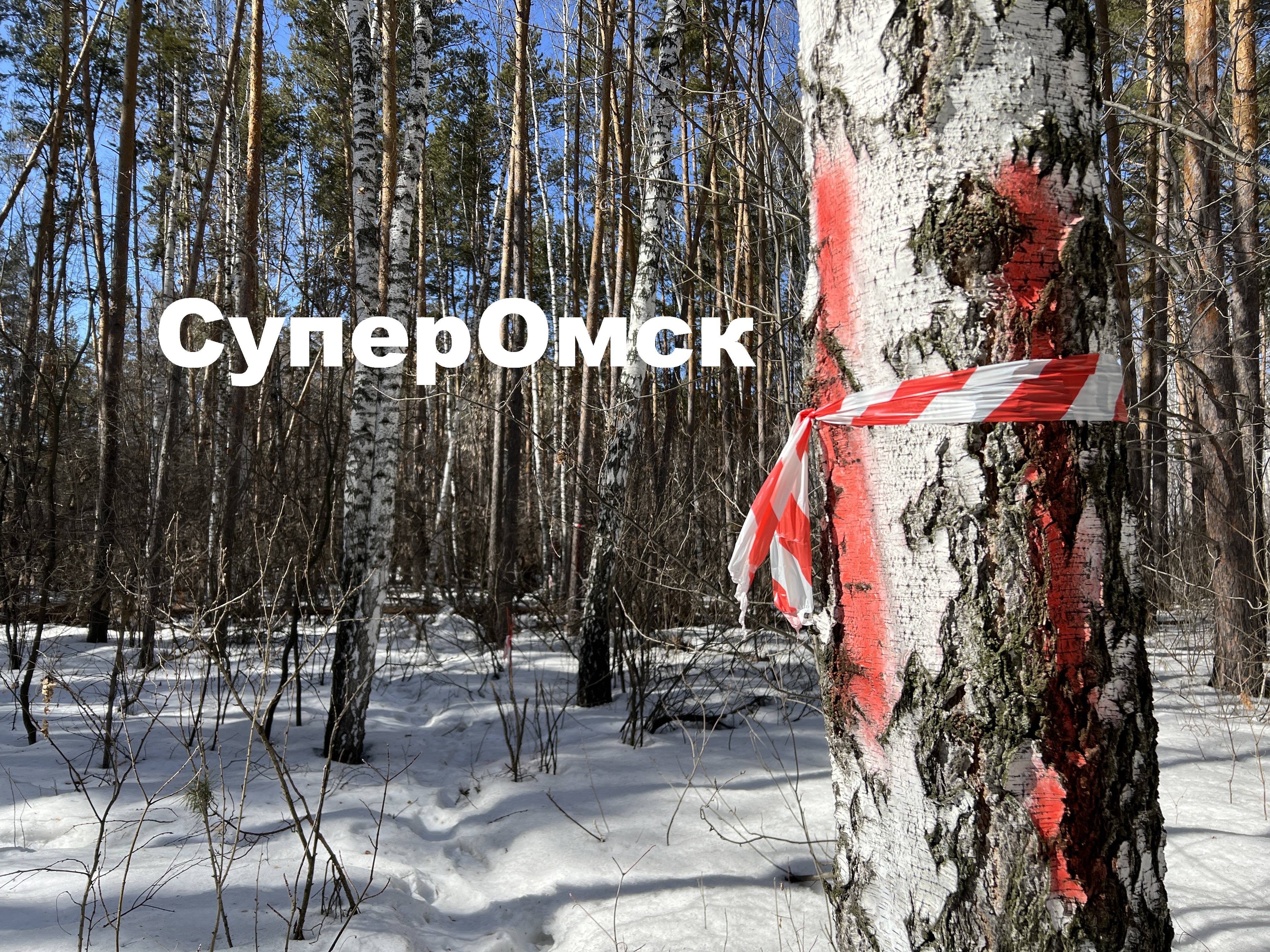 Леса омского дендропарка уже разметили под Северный обход Леса омского дендропарка уже разметили под Северный обход