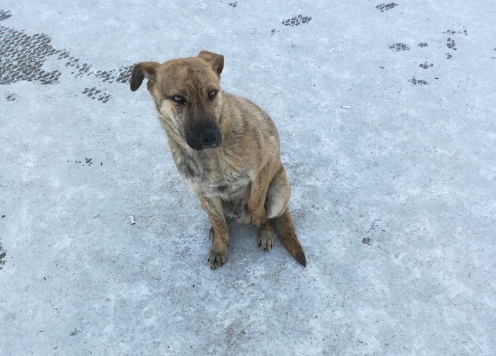 Собака
