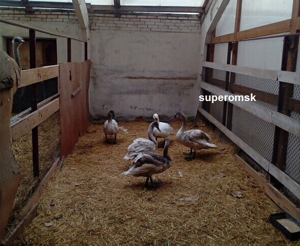 Лебедь Лебедь