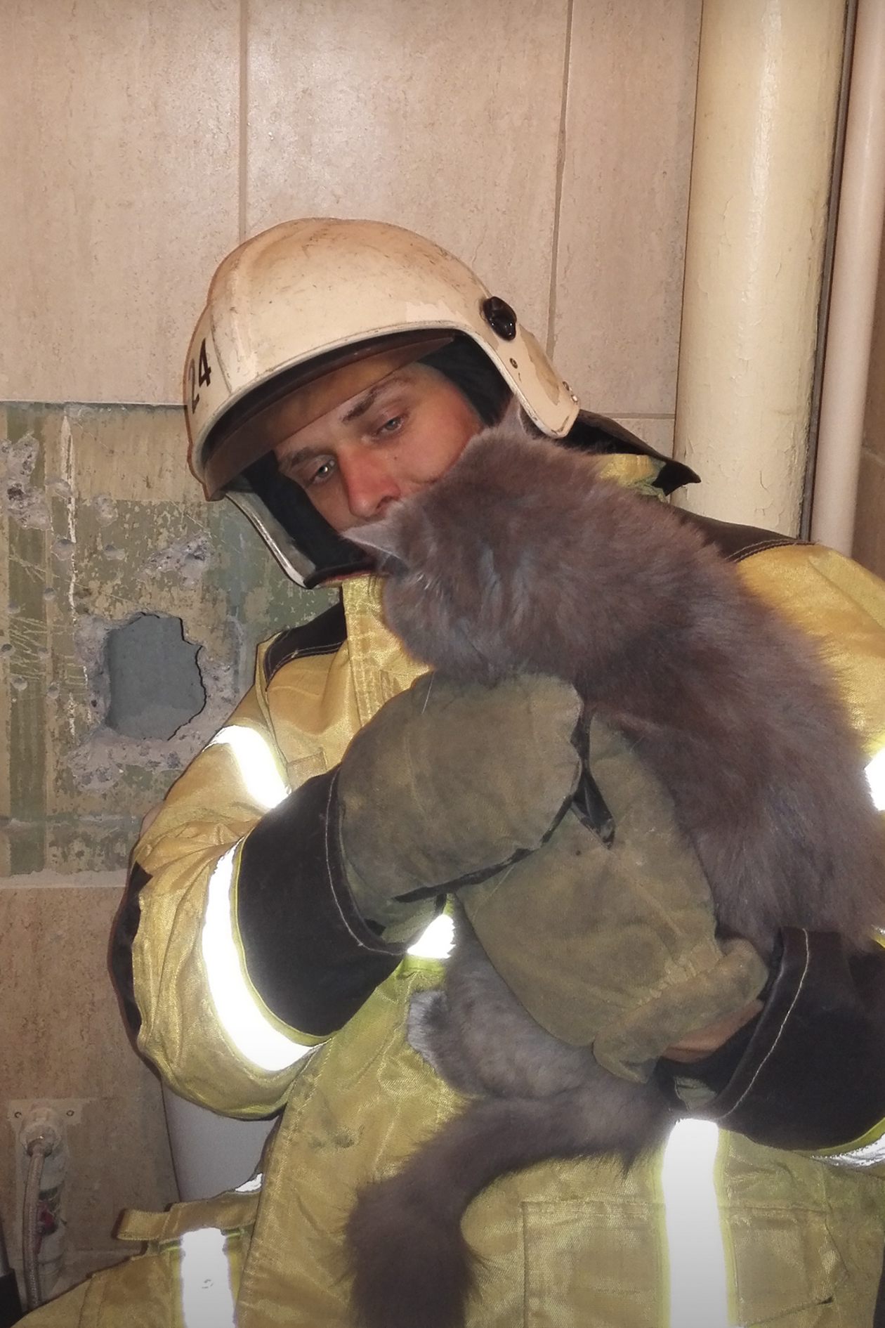 В Омске выломали стену дома, чтобы спасти застрявшую в шахте кошку В Омске выломали стену дома, чтобы спасти застрявшую в шахте кошку