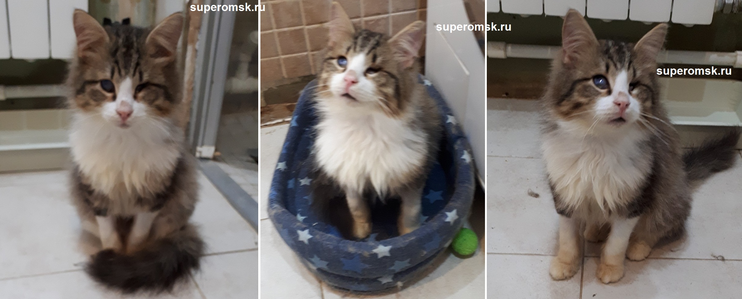 Котик Котик