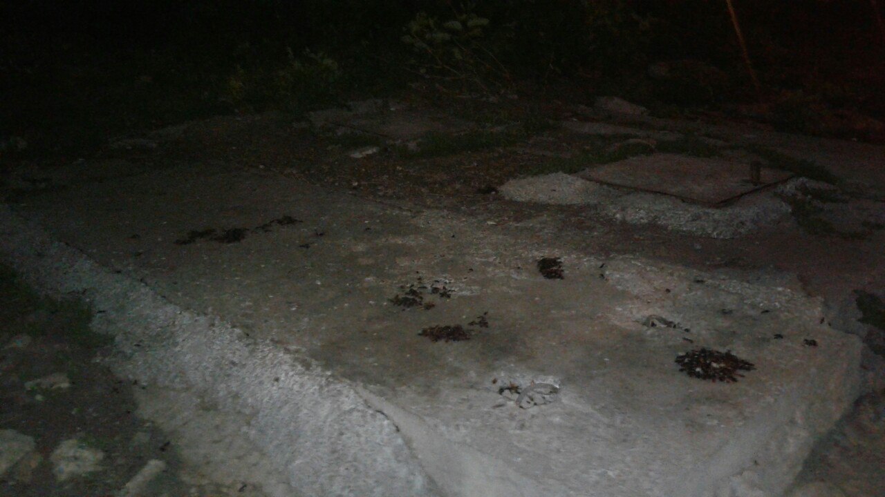 В Омске огромные тараканы питаются остатками голубей В Омске огромные тараканы питаются остатками голубей
