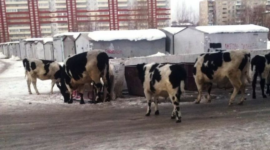 В Омской области выступили против коз за бесчинство с мусором в городе В Омской области выступили против коз за бесчинство с мусором в городе
