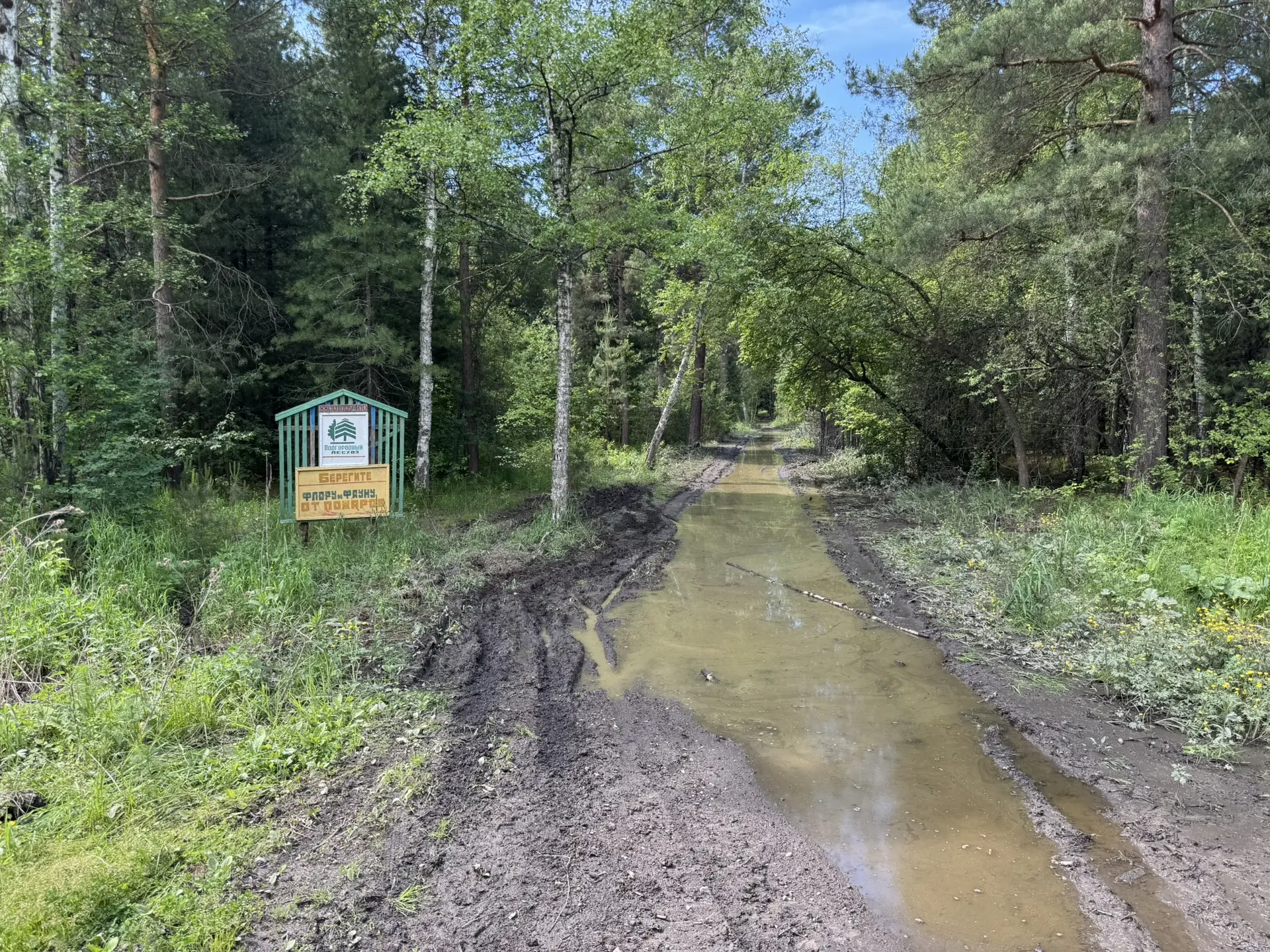 Лес под Омском умирает в воде