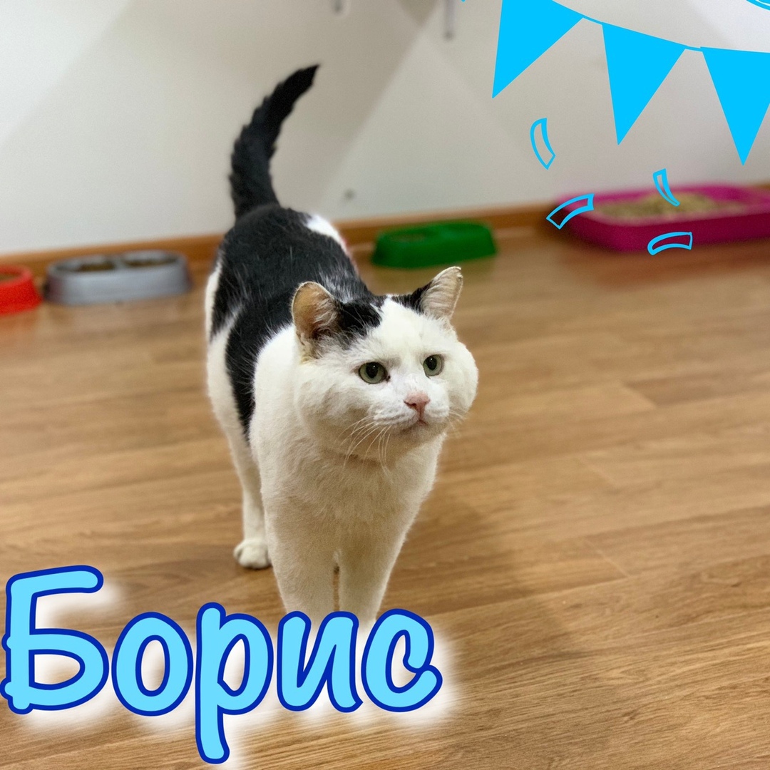 Котик Котик
