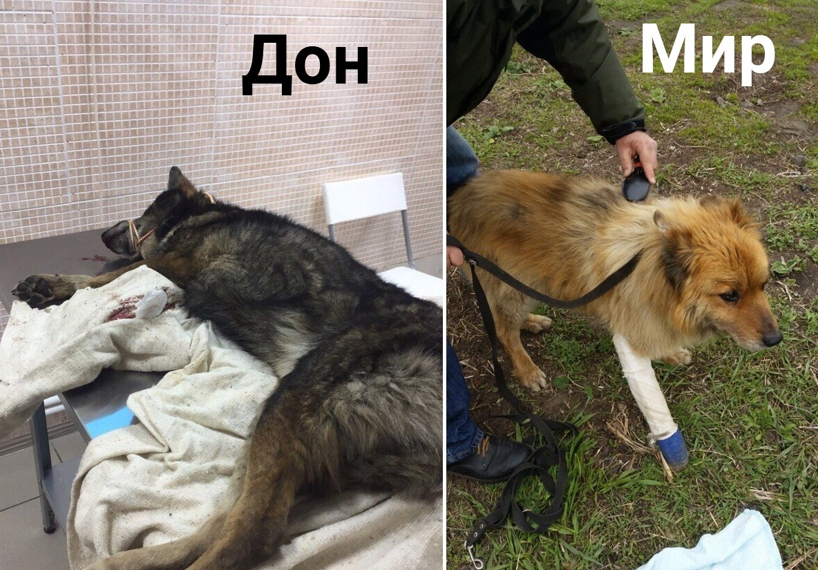 Собаки