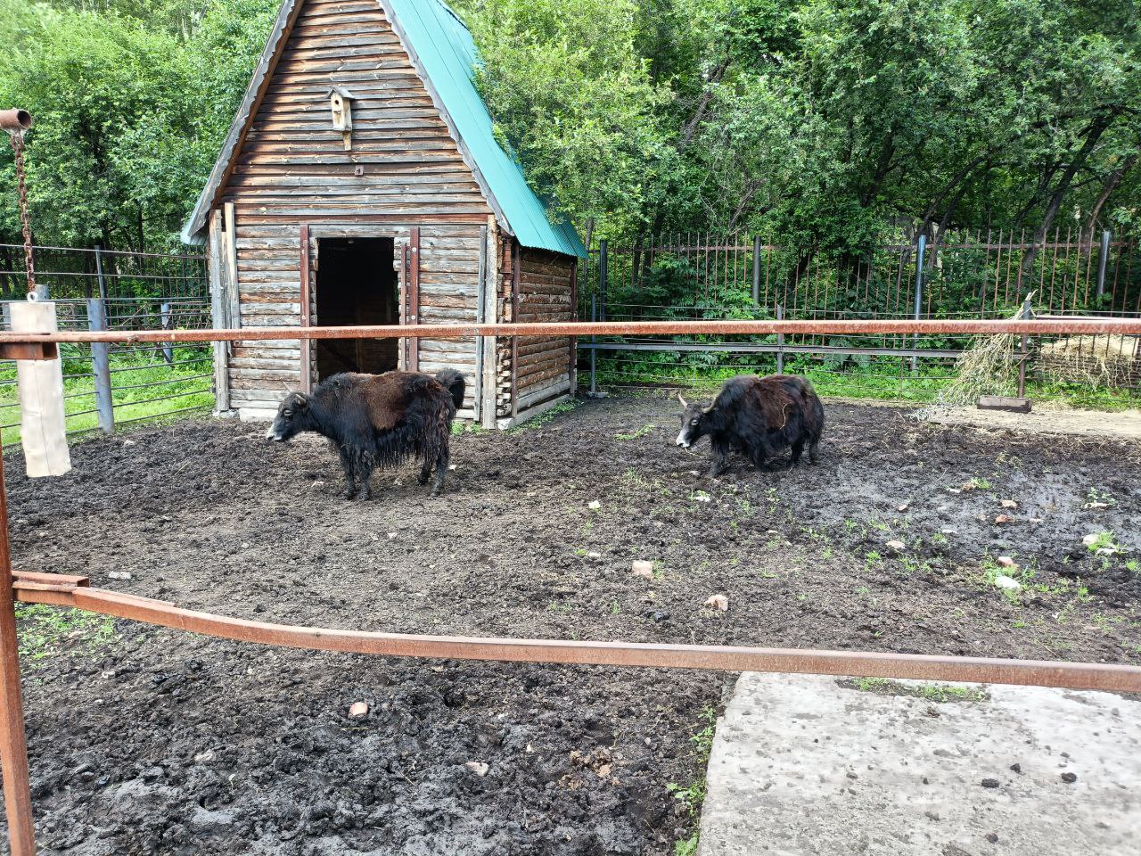Омские яки Гриша и Северянка отселили взрослых детей, чтобы завести маленького
