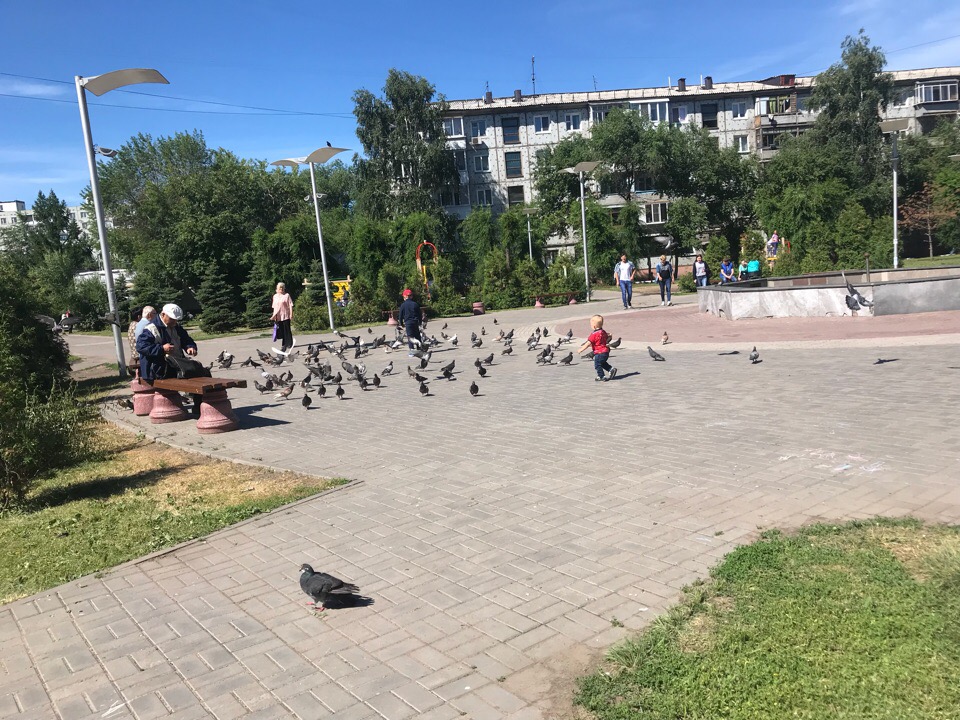 Омск переживает эпидемию заразных голубей