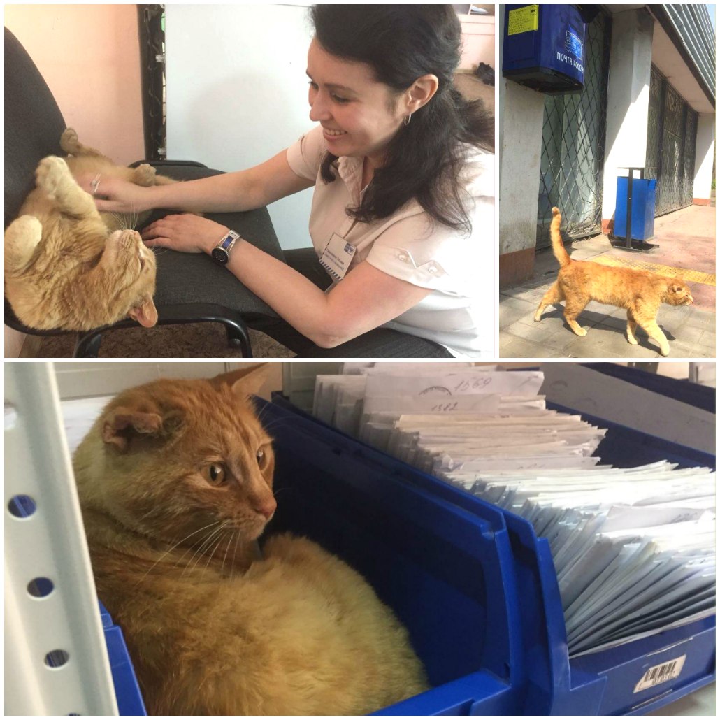 Кот Кот