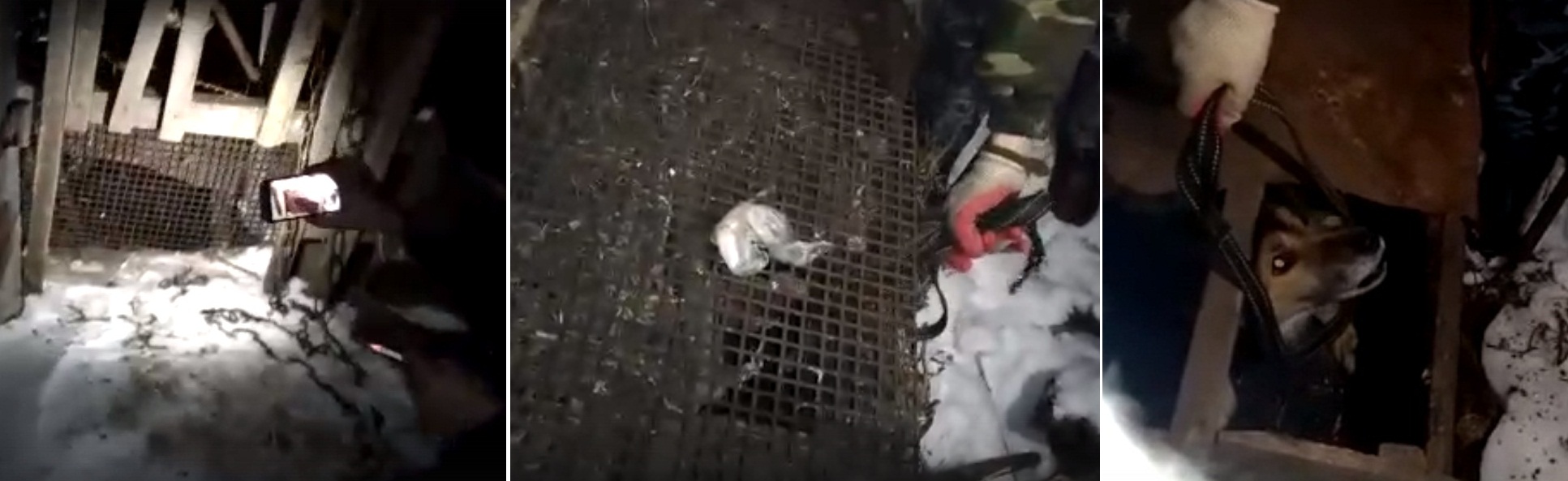 В Омской области напуганного пса Байкала заперли в тесной дырявой будке, желая заколоть вилами В Омской области напуганного пса Байкала заперли в тесной дырявой будке, желая заколоть вилами