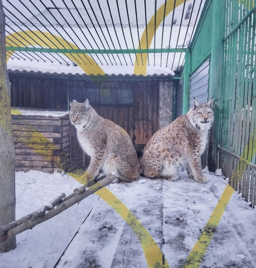 Омский рысь Кузя поборол вредную привычку и вернул женщину Омский рысь Кузя поборол вредную привычку и вернул женщину