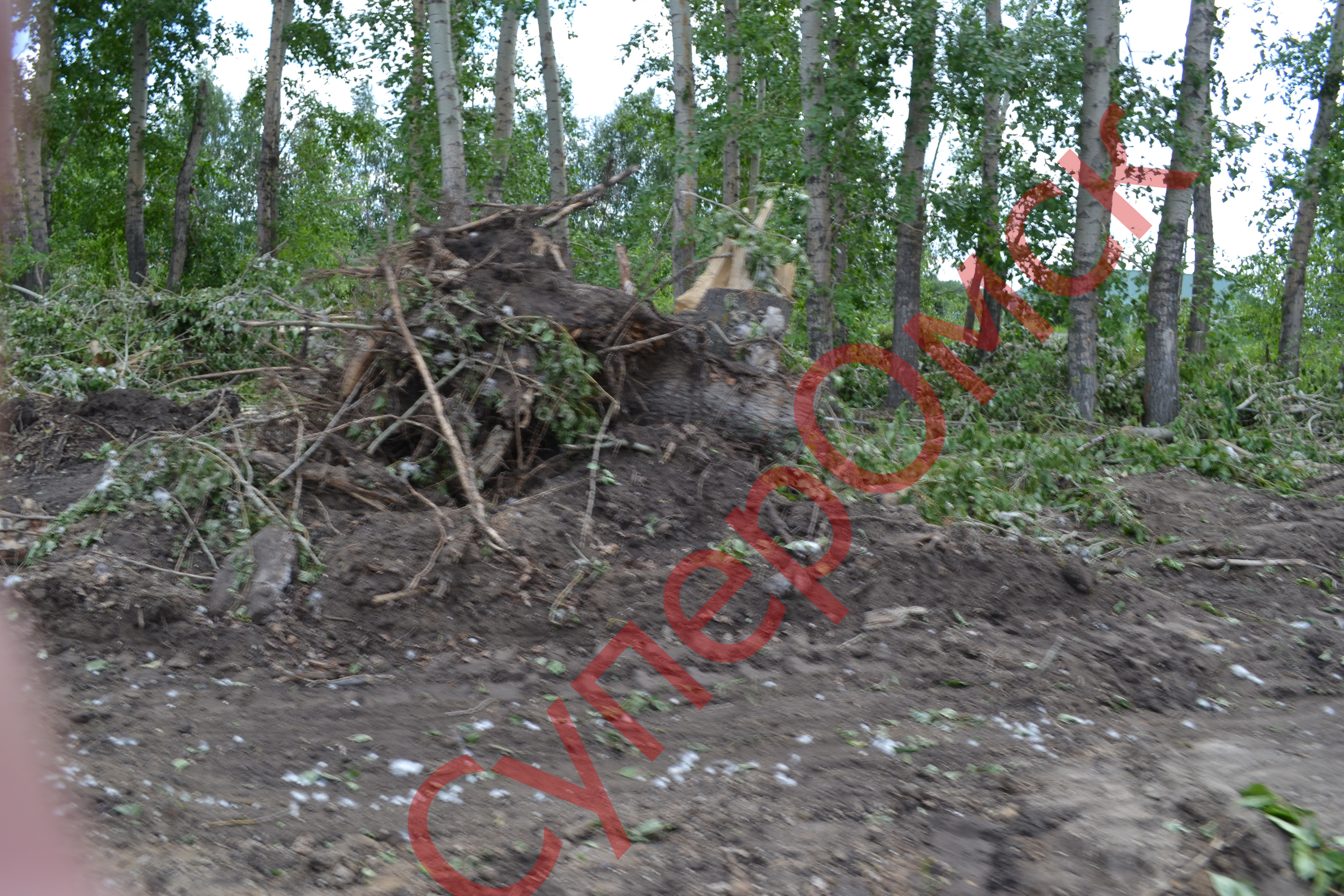 В райцентре Омской области у дома главного эколога начались вырубки деревьев В райцентре Омской области у дома главного эколога начались вырубки деревьев